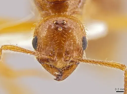 Megalomyrmex modestus - INBIOCRI002280179