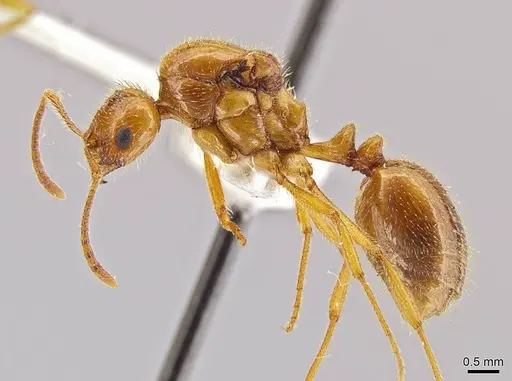 Megalomyrmex modestus - INBIOCRI002280179