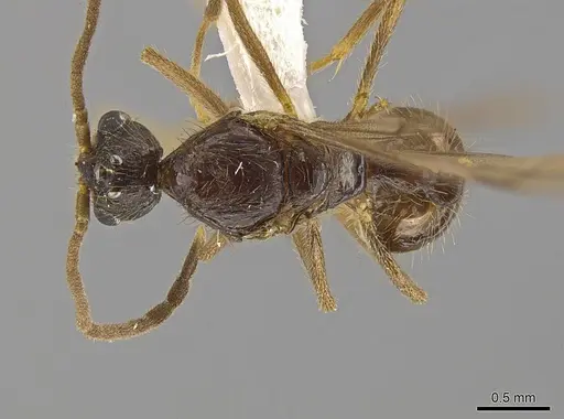 Megalomyrmex modestus - INBIOCRI002280196