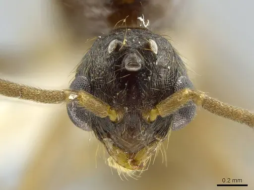 Megalomyrmex modestus - INBIOCRI002280196