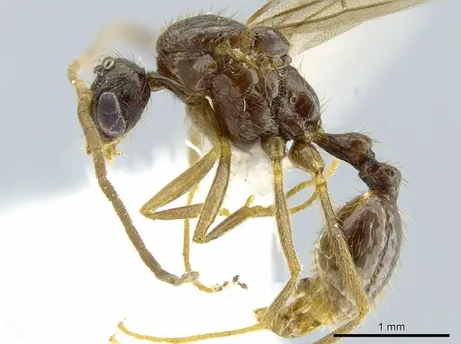 Megalomyrmex modestus - INBIOCRI002280196