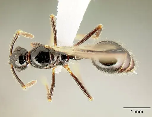 Megalomyrmex mondabora specimen