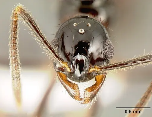 Megalomyrmex mondabora specimen