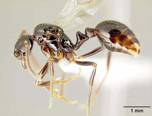 Megalomyrmex mondabora specimen