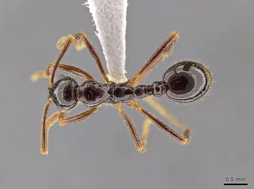 Megalomyrmex mondabora - CASENT0630976