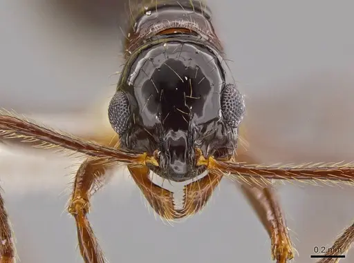 Megalomyrmex mondabora - CASENT0630976