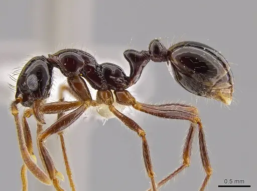 Megalomyrmex mondabora - CASENT0630976