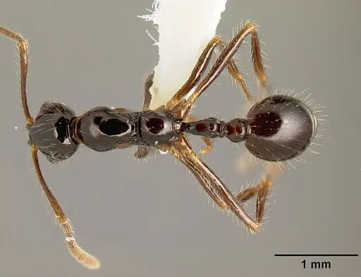 Megalomyrmex mondabora - INBIOCRI001280853