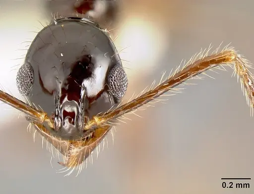 Megalomyrmex mondabora - INBIOCRI001280853