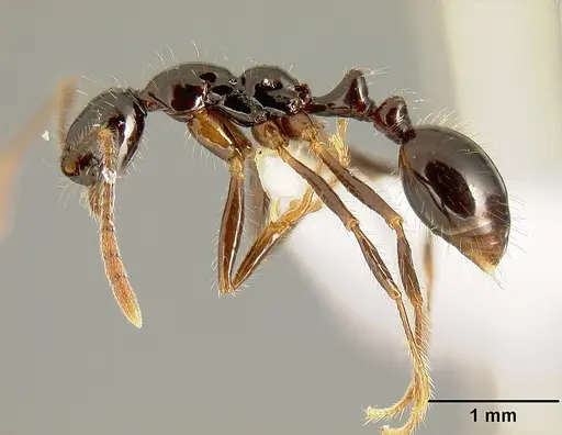 Megalomyrmex mondabora - INBIOCRI001280853