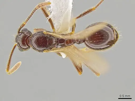 Megalomyrmex mondabora - INBIOCRI001280862