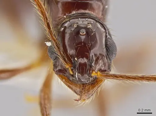 Megalomyrmex mondabora - INBIOCRI001280862