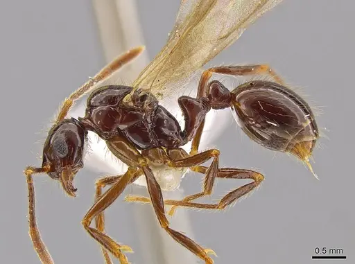 Megalomyrmex mondabora - INBIOCRI001280862