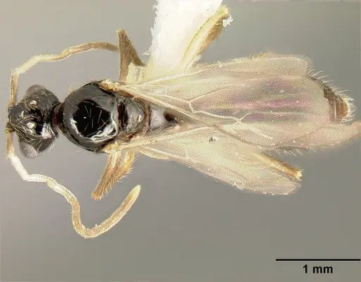 Megalomyrmex mondabora - JTLC000001520