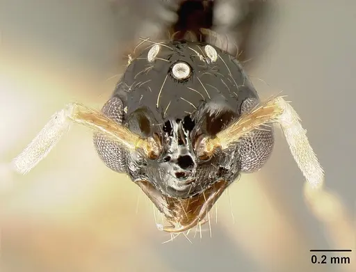 Megalomyrmex mondabora - JTLC000001520