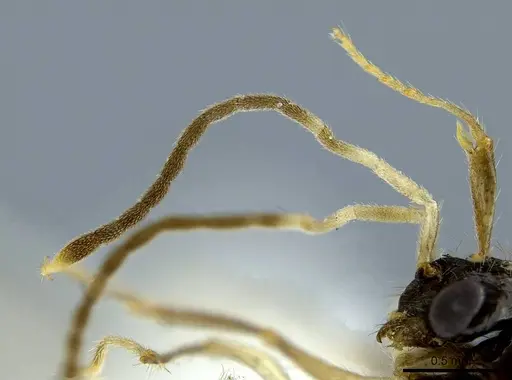 Megalomyrmex mondabora - JTLC000001520