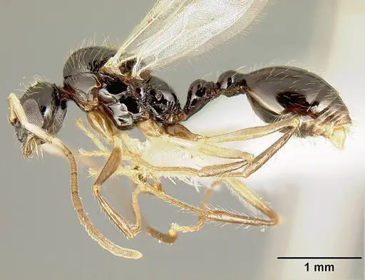 Megalomyrmex mondabora - JTLC000001520