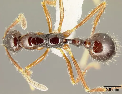 Megalomyrmex mondabora - MCZ35466