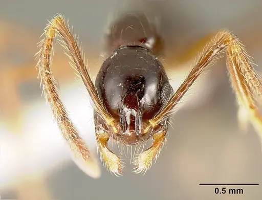 Megalomyrmex mondabora - MCZ35466