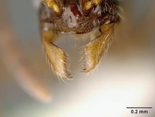 Megalomyrmex mondabora - MCZ35466