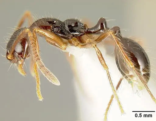 Megalomyrmex mondabora - MCZ35466