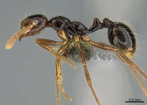 Megalomyrmex mondaboroides specimen