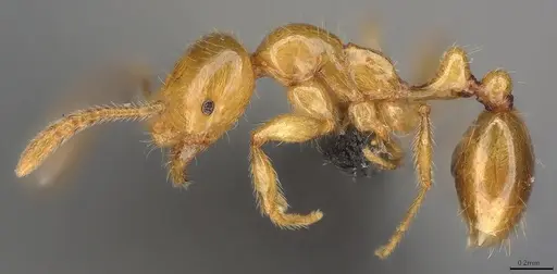 Megalomyrmex myops specimen