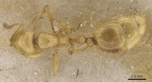 Megalomyrmex myops - CASENT0913545