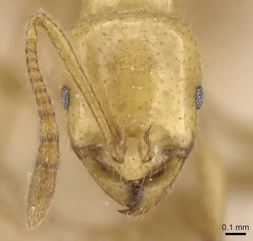 Megalomyrmex myops - CASENT0913545