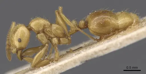 Megalomyrmex myops - CASENT0913545