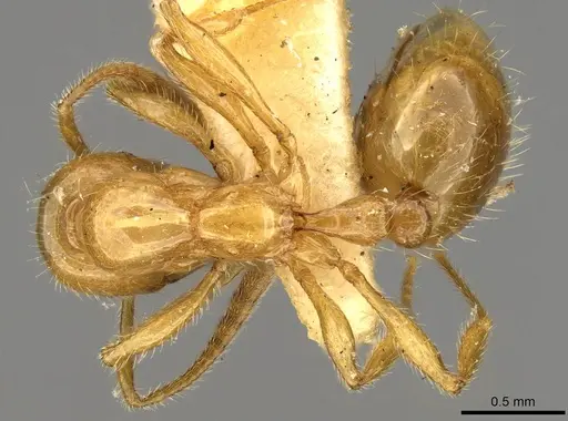 Megalomyrmex myops - CASENT0914060