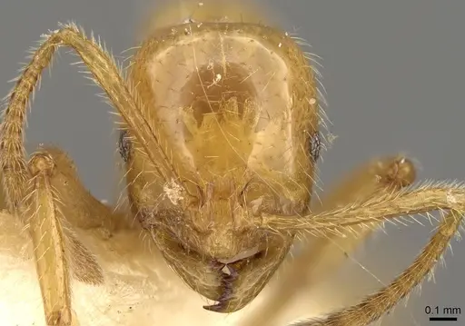 Megalomyrmex myops - CASENT0914060