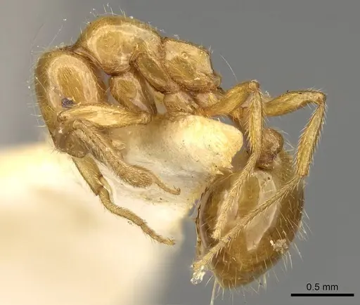 Megalomyrmex myops - CASENT0914060