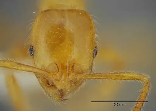 Megalomyrmex myops - UFV-LABECOL-000328