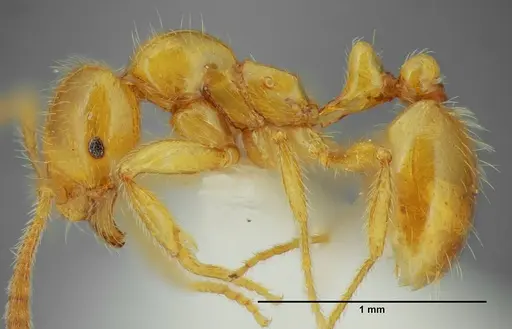 Megalomyrmex myops - UFV-LABECOL-000328