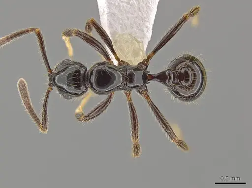 Megalomyrmex nocarina specimen