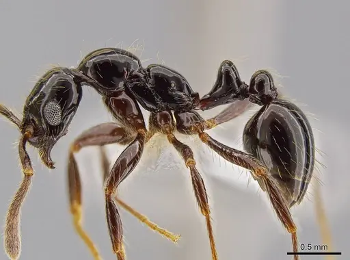 Megalomyrmex nocarina specimen