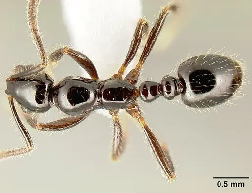 Megalomyrmex nocarina - INB0003678142