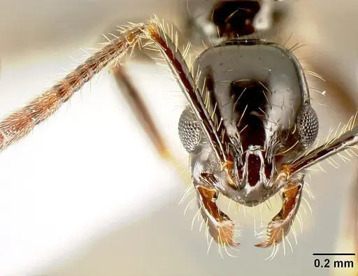 Megalomyrmex nocarina - INB0003678142