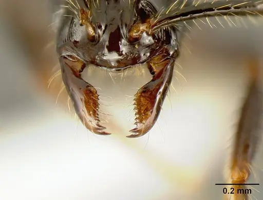 Megalomyrmex nocarina - INB0003678142