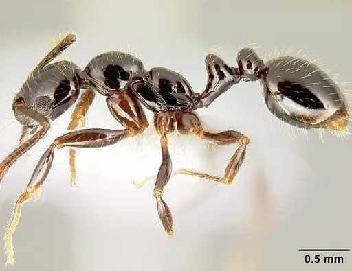 Megalomyrmex nocarina - INB0003678142