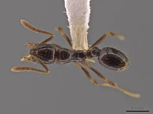 Megalomyrmex osadrifti specimen