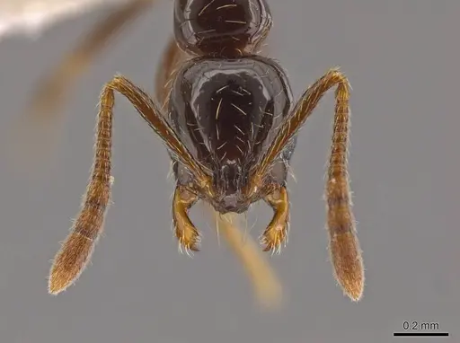 Megalomyrmex osadrifti specimen