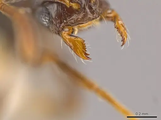 Megalomyrmex osadrifti specimen