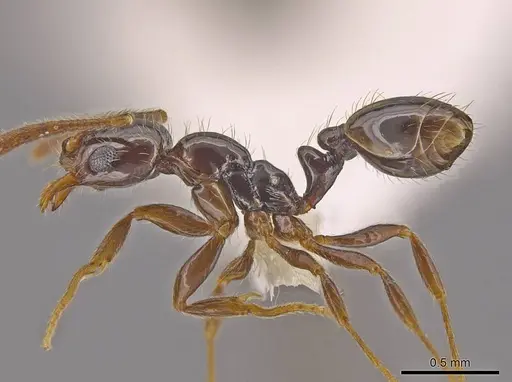 Megalomyrmex osadrifti - CASENT0630909