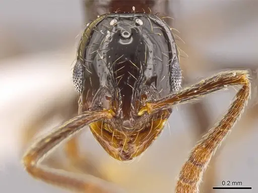 Megalomyrmex osadrifti - CASENT0630911