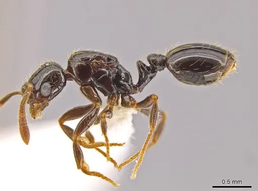 Megalomyrmex osadrifti - CASENT0630911