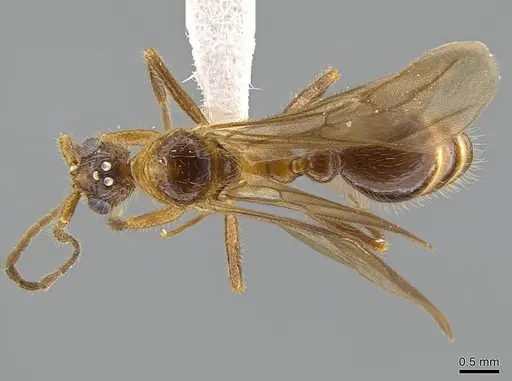 Megalomyrmex peetersi specimen