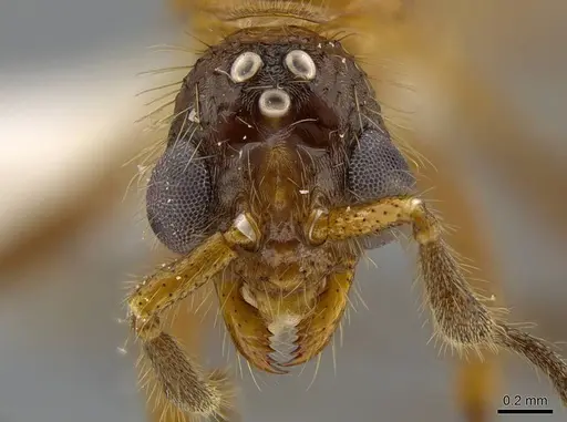 Megalomyrmex peetersi specimen