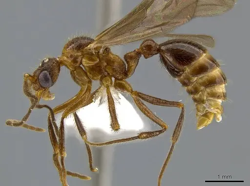 Megalomyrmex peetersi specimen